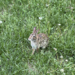 A brown rabbit in the tall green grass surrounded by dandelions and looking at us